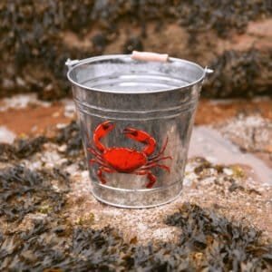 Kleine metalen emmer met rode krabbendecoratie, gevuld met water, op rotsachtige ondergrond buiten.